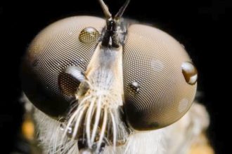 Bug Out
